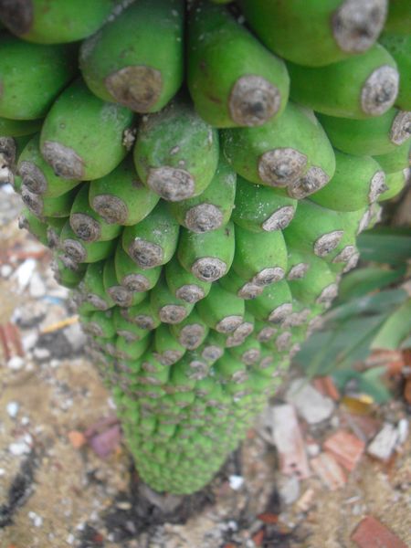 Khuất[-]Hậu